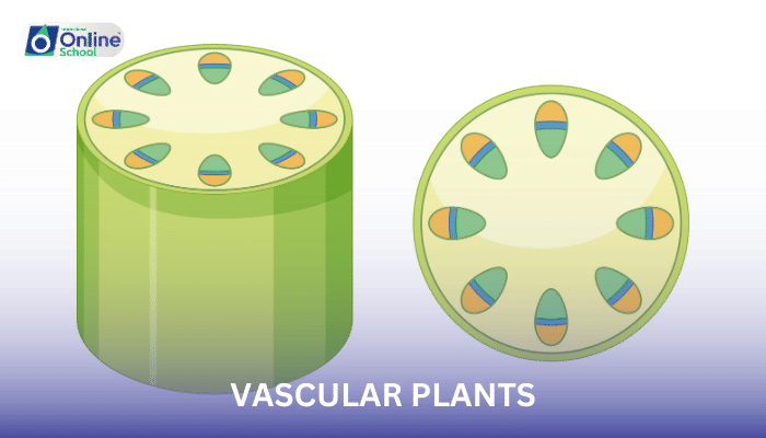 Lesson 07: Characteristics of Vascular Plants